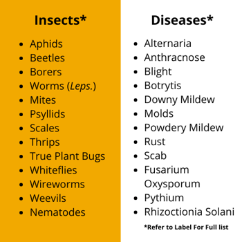 Aphids Beetles Borers Worms Mites Scales Thrips True Plant Bugs Whiteflies (800 × 600 px) (800 × 650 px) (700 × 500 px) (500 × 500 px)