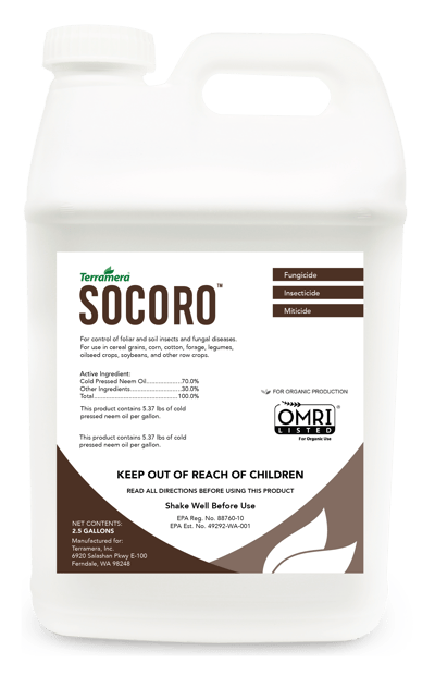 Socoro Jug